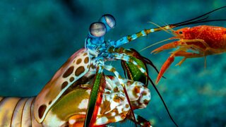 Mantis Shrimp vs Pistol Shrimp