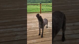 wirehaired pointing griffon