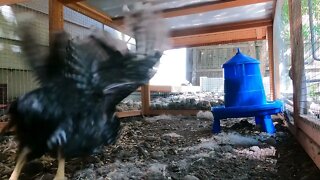 My Backyard Chickens - Episode 22