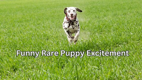 Funny Rare Puppy Excitement