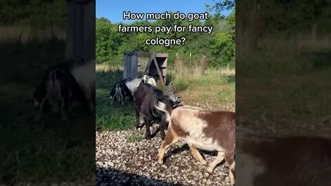 A Goat Farmer's Cologne #shorts