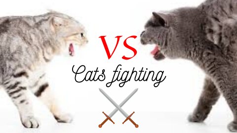 Cat fighting, and Meowing - These tTwo are Bloody brothers | Veral cat