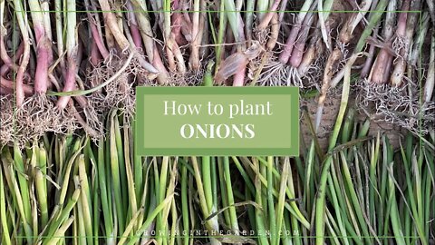 How to plant ONIONS