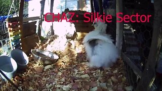 Silkie chicks play fight