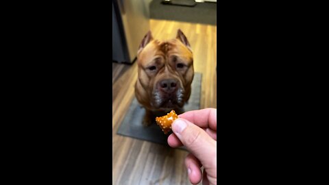 GIANT Pit Bull enjoying his fav “cheat snack” 🦁🥨🥜