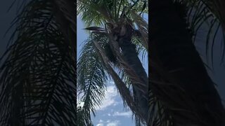Palm Tree Swaying In The Wind