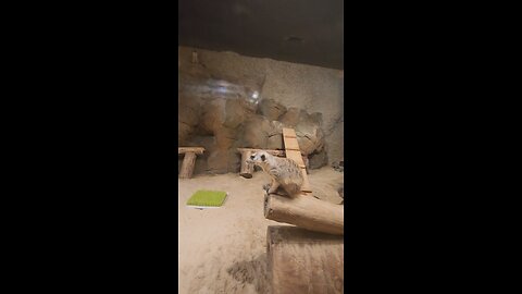 Murcat at Chattanooga zoo