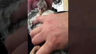 Injured baby guinea fowl falling asleep with kisses 💕