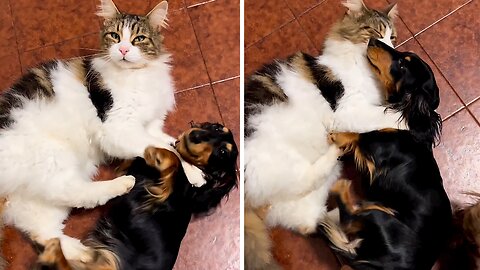 Cat And Dachshund Share A Very Special Bond