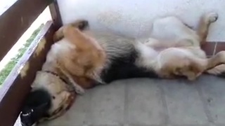 Snoring dog sleeps in hilariously awkward position