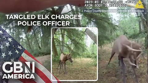 Bodycam footage shows elk almost impaling officer trying to untangle it from tree swing