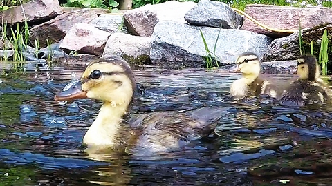 Rescued ducklings overjoyed to play and feast in pond