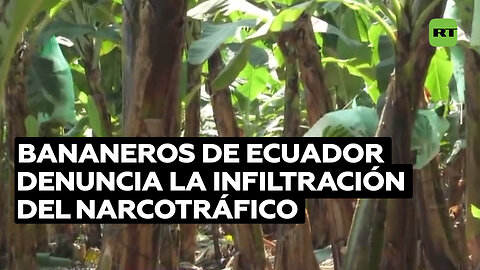 Exportadores de banano ecuatoriano enfrentan acusaciones infundadas
