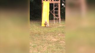Silly Dog Tries To Run Up Slide