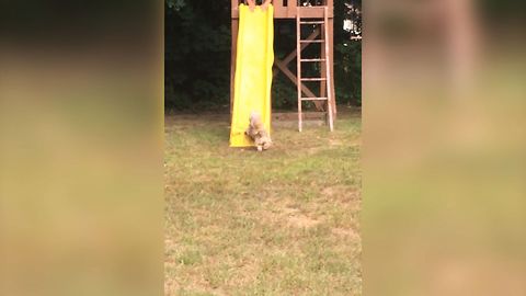 Silly Dog Tries To Run Up Slide
