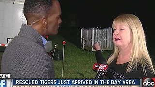 Rescued tigers just arrived in the Bay area