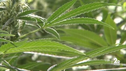 Maryland voters approved marijuana legalization by wide margin