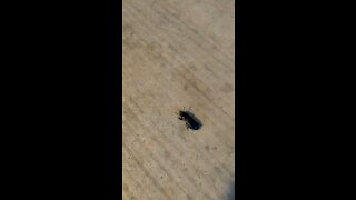 Beetle On the Run!