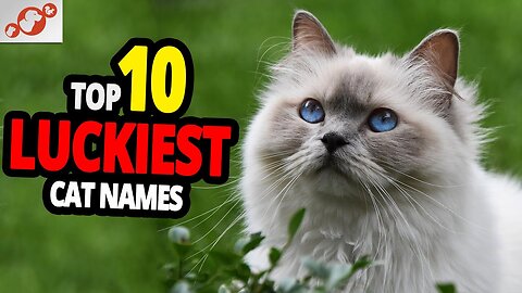 Luckiest cat name ideas 💡💡
