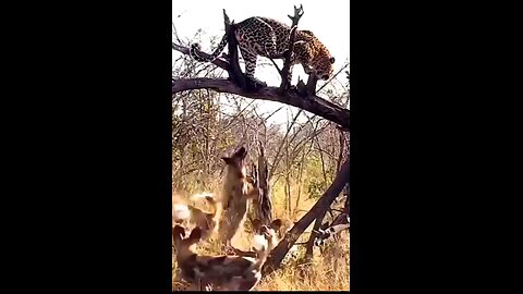 Wild Dogs Attack Leopard