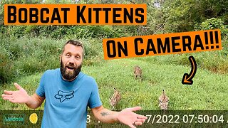 BOBCAT KITTENS Caught On CAMERA!!! (They Are Too Cute)