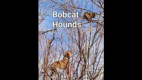 Bobcat Hounds, High Country to Low Country