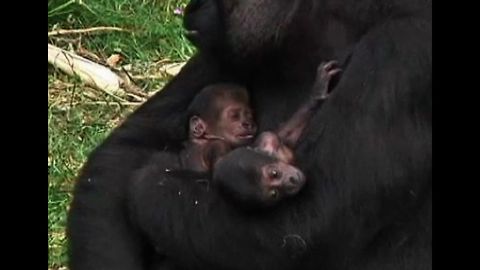 Twin Gorillas Born In Dutch Zoo