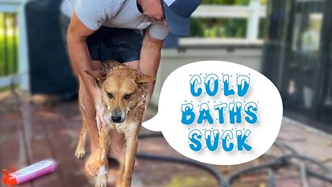 Heated Dog Wash—Your Pups will thank me!!