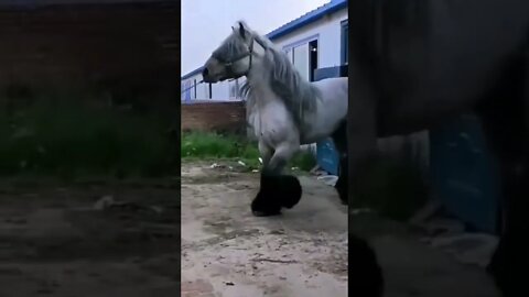 Cavalo gigante 😱