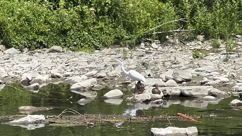 Great White Egret minnow sniper