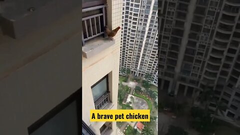 A brave pet chicken