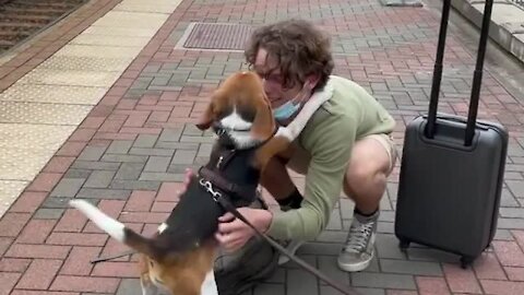 Sweet Beagle Welcomes Home Owner In Heartwarming Reunion