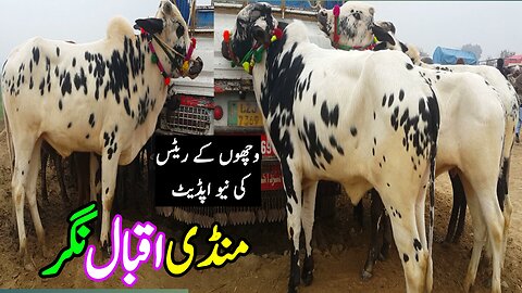 New update | punjab bull | Pakistani bull |Mandi Iqbal Nagar |Jan12, 2024
