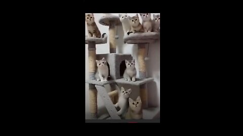 Cute cats