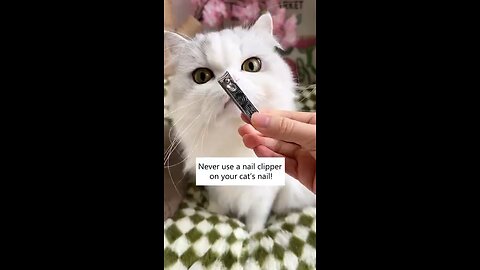 How To Cut Nails Of Cats