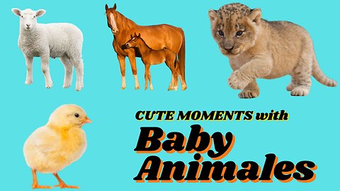 CUTE MOMENTS WITH BABY ANIMALS -CHIK, LION, FOAL, LAMB, LION CUBE