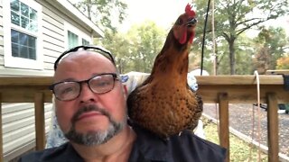 chicken sitting on my shoulder