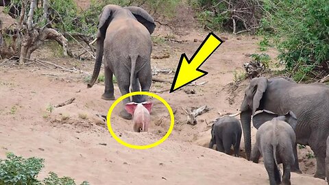 Fotograf ugledao čudno stvorenje u krdu slonova