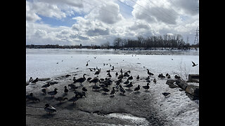 Gathering of birds