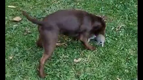 Rat caught with skill and patience by Rollo the Patterdale Terrier