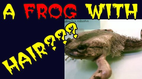 😲A Frog with Hair!!!🐸