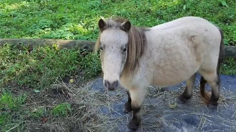 Vicious dogs 'eat' miniature horse, owner says