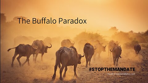 Buffalo Paradox #StoptheMandate