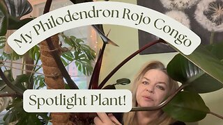 My Philodendron Rojo Congo’s…. Spotlight Plant!!