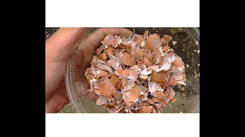 Eggshells good for plants