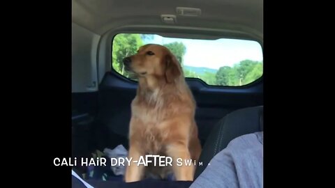 Blow drying your dog naturally after swimming in the river/lake/ocean.