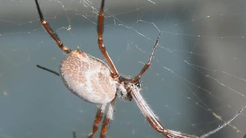 Spiders tune their webs for good vibrations