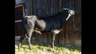 Halter Breaking A Calf: Day 2, Bob