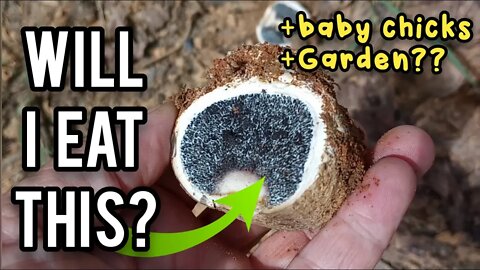 Will I Eat This? + Baby Chicks, Garden - Ann's Tiny Life and Homestead