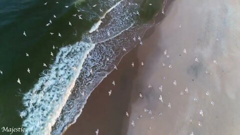 Drone Footage Flock of Birds, Long Branch New Jersey 4K 2022